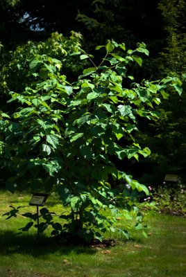 Hovenia dulcis - dužistopka sladká - celek